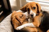 Gene-edited beagles with Can f 1 knockout show no detectable major dog-allergy protein, company says