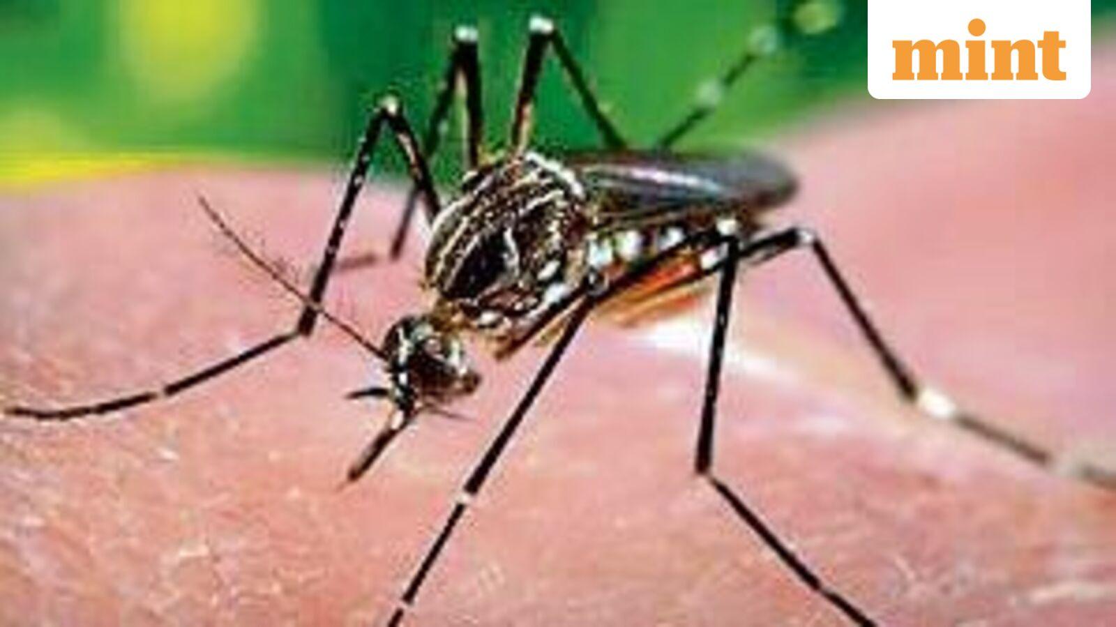 India’s dengue vaccine timeline points to a 2027 rollout through private healthcare