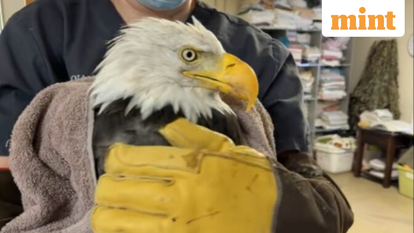 Jackie, the internet-famous Big Bear bald eagle, dies after prolonged illness
